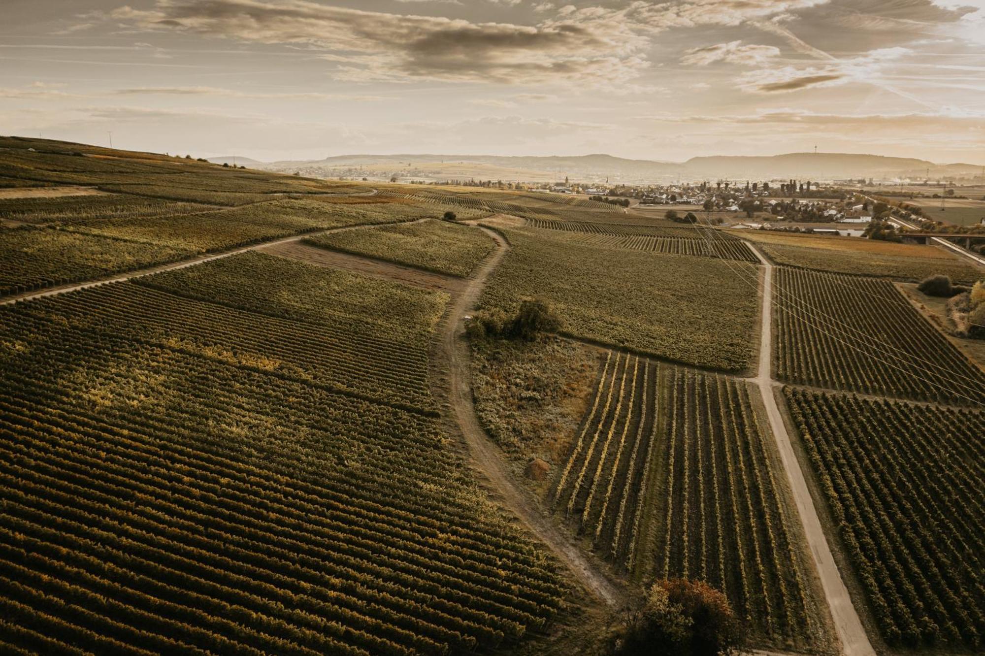 Weingut U. Gaestehaus Vogt-Fehlinger Biebelsheim エクステリア 写真